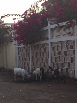Goats close to house